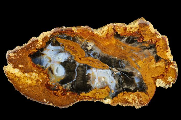 Petrified Wood (Sycamore) Slab - Parker, Colorado #184939